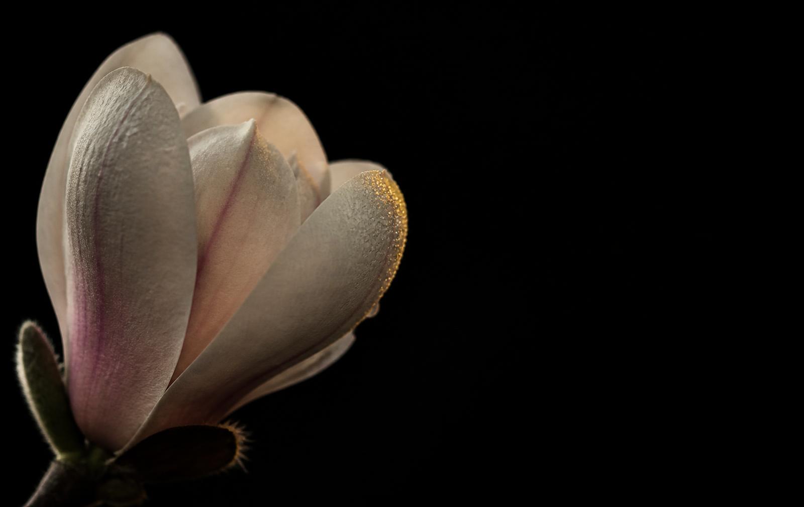 A blush magnolia opening against darkness